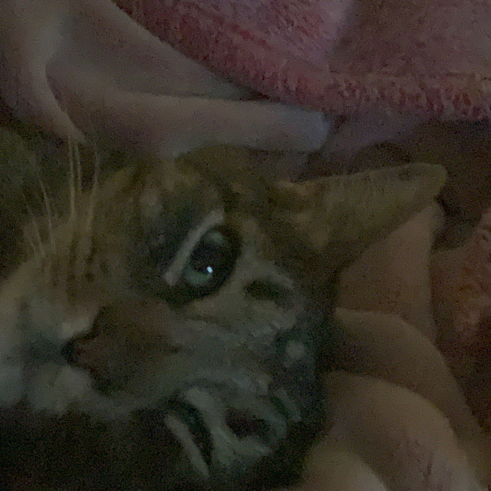 Meet your Posher, Lily
